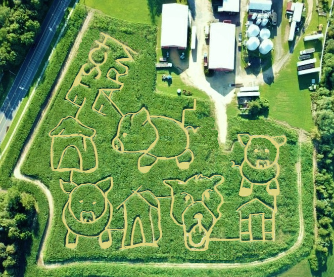 corn maze party
